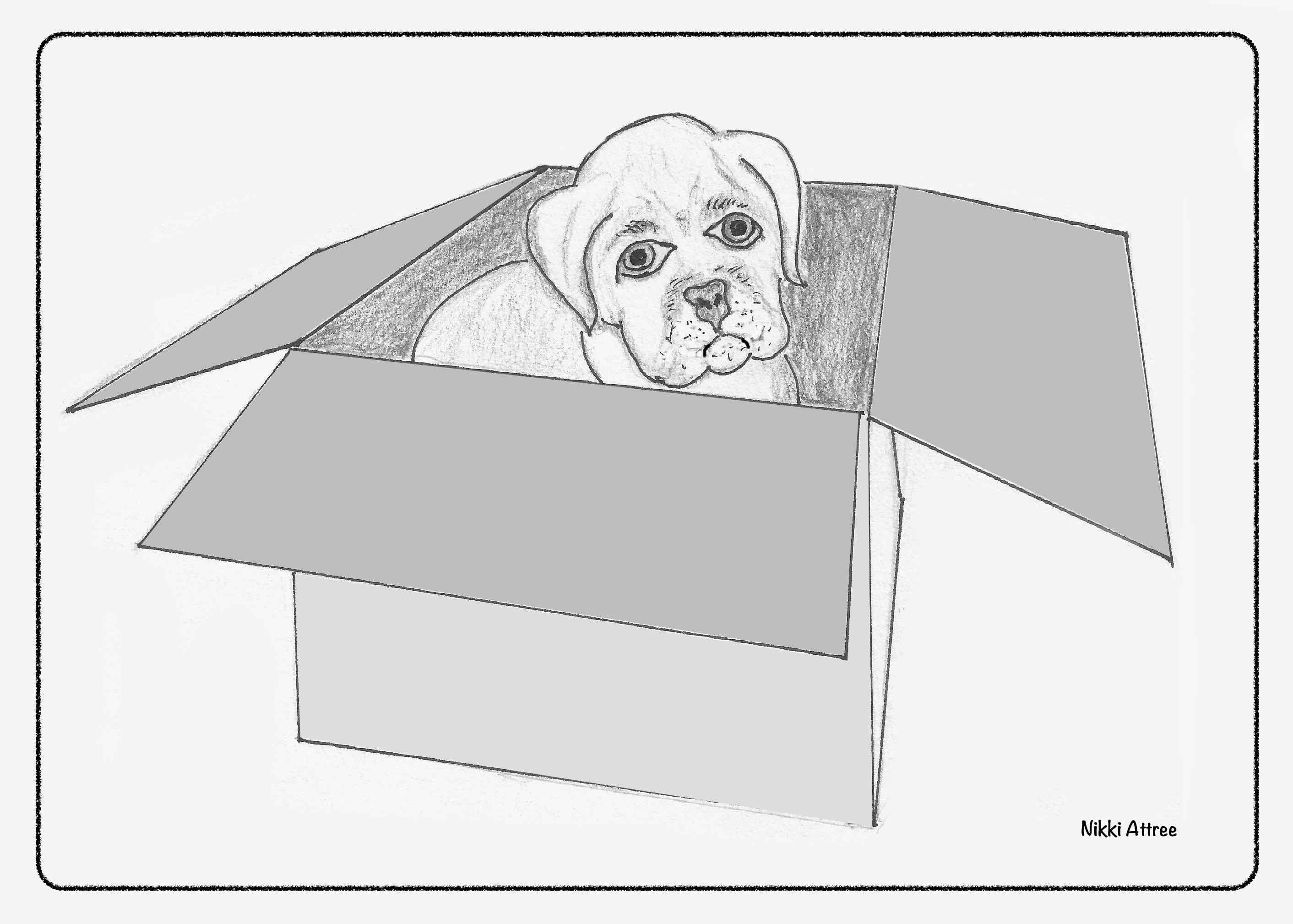 DOG IN BOX