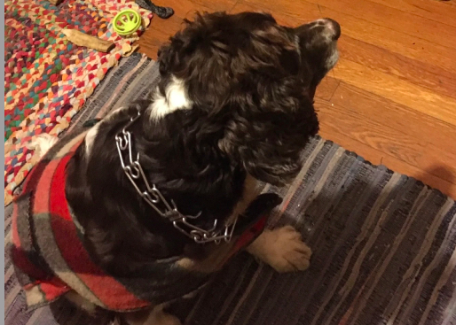 Life with Boney&nbsp;…