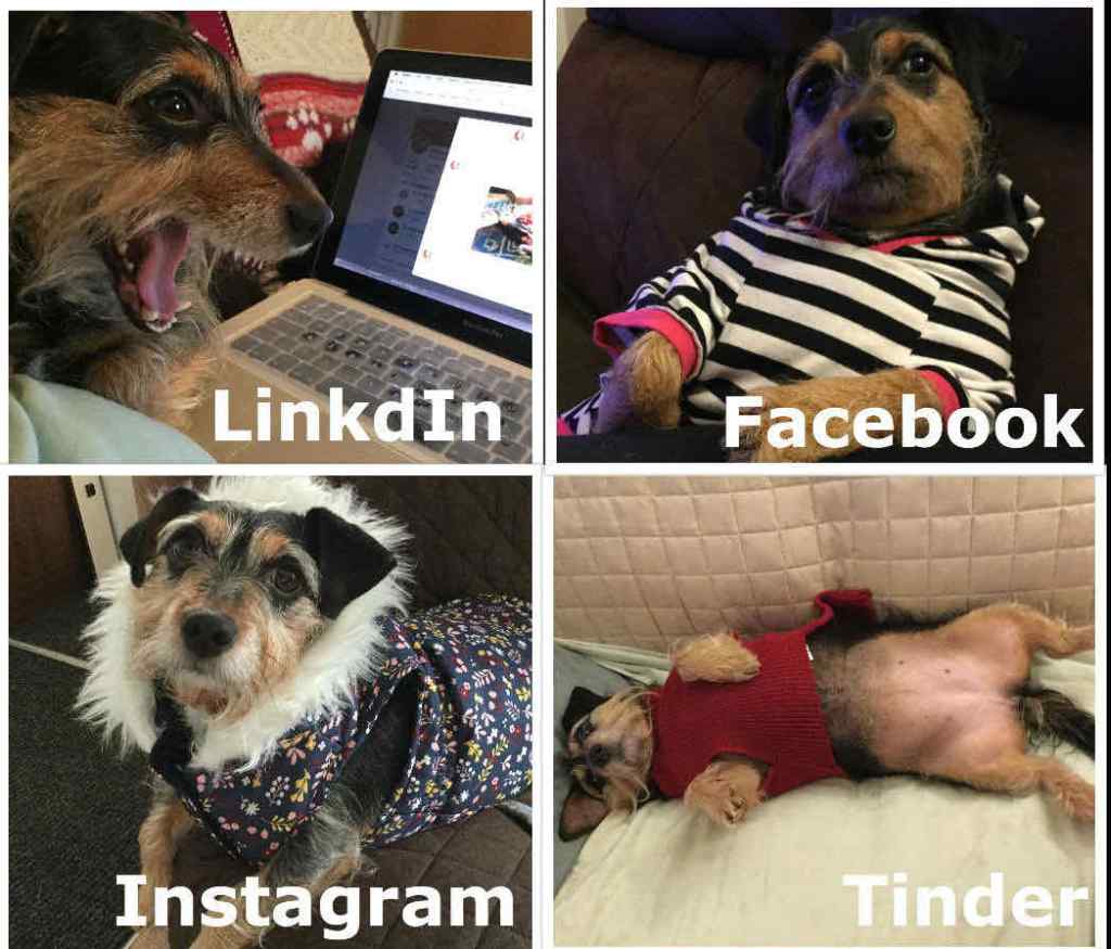 Interview with Dora – Canine Smellnet&nbsp;Celebrity