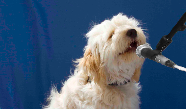 Nobody’s Poodle –&nbsp;Excerpt