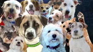 Gizmo’s thoughts about social media