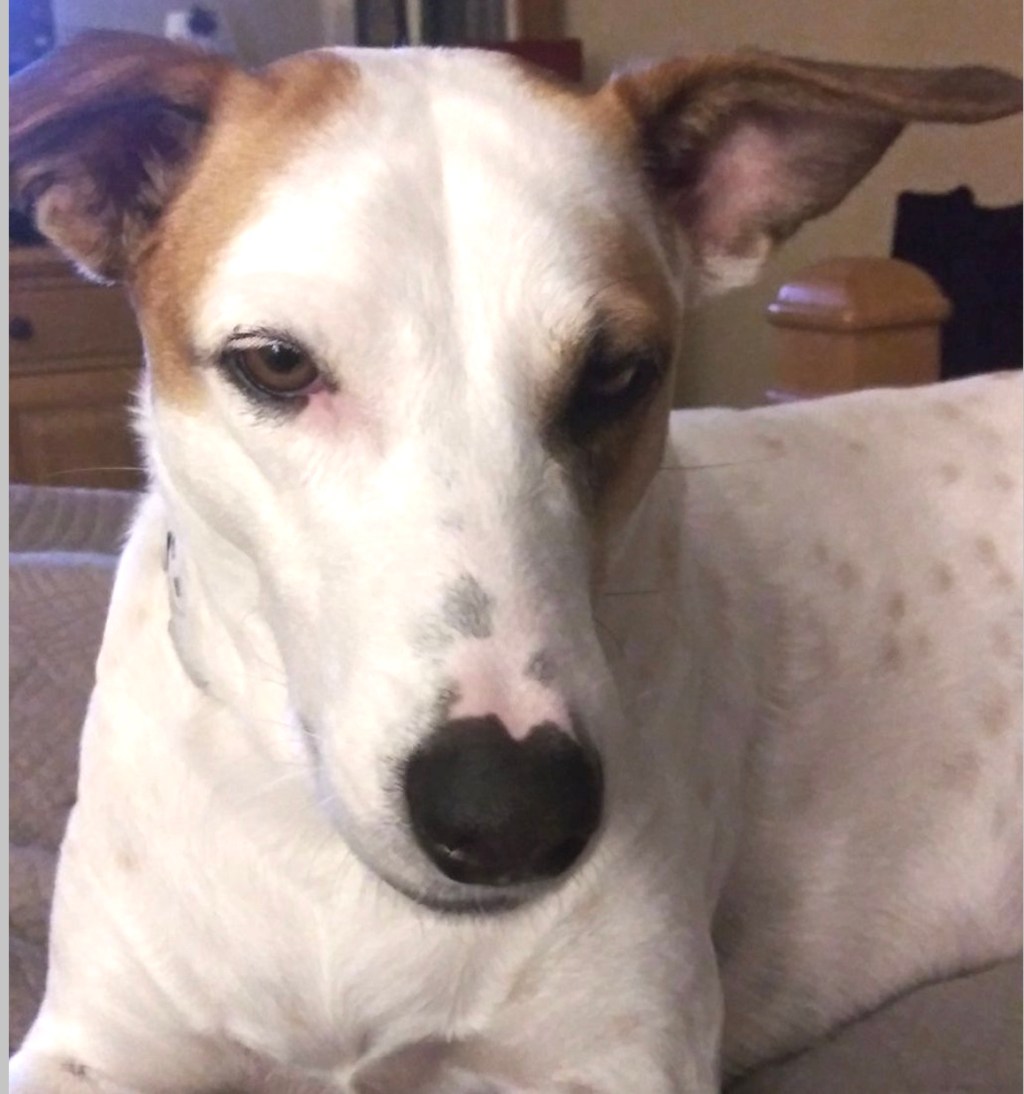 Wooftasticbooks interviews Rose