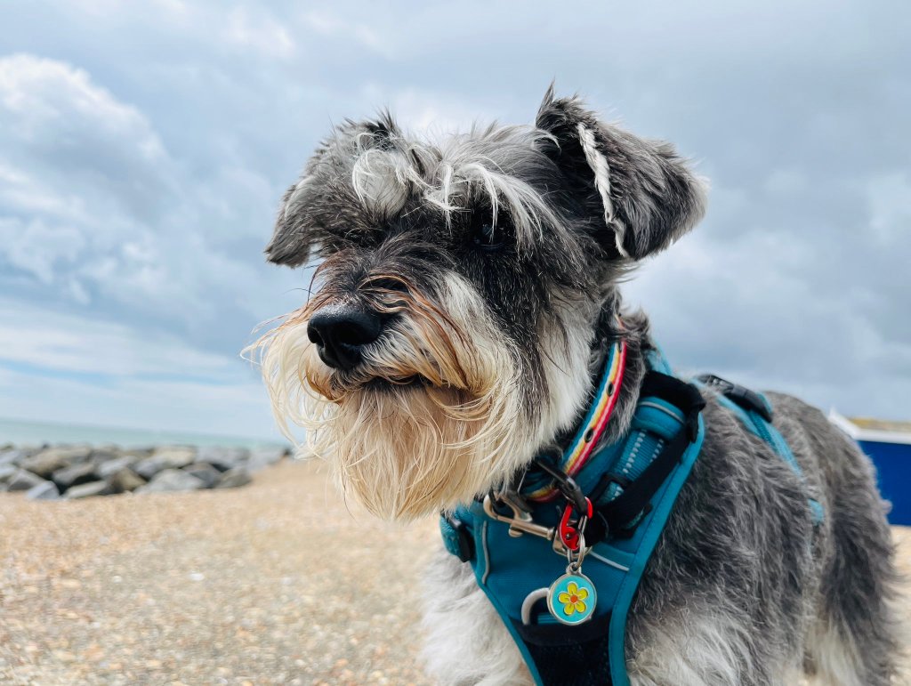 Wooftasticbooks interviews Betsy